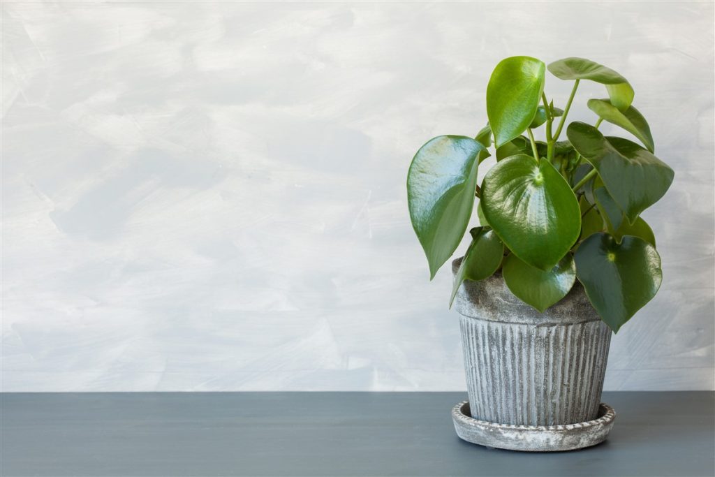 Choix de plantes vertes idéales pour une atmosphère apaisante en chambre