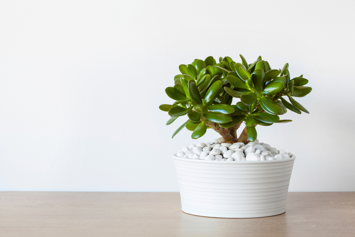 arbre de jade dans une chambre