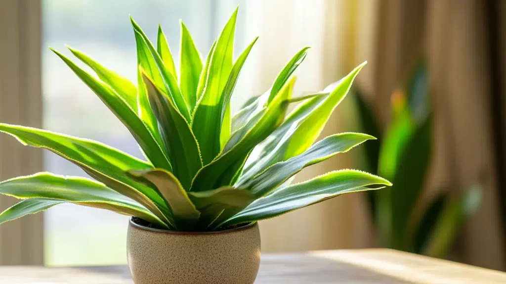 Les feuilles jaunissent sur votre Yucca ? Voici 5 astuces pour y remédier