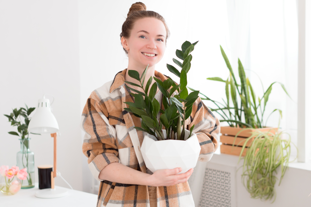 zamioculcas zamiifolia